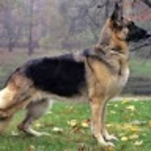 Meet your Posher, Victor